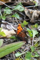 Polygonia progne