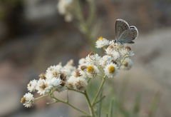 Plebejus