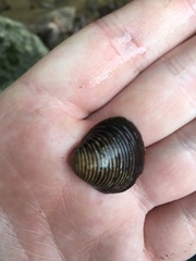 Corbicula fluminea