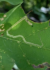 Stigmella saginella