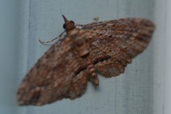 Chloroclystis filata