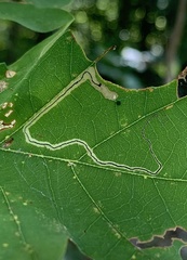Stigmella saginella