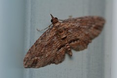 Chloroclystis filata