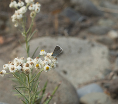 Plebejus