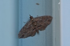 Chloroclystis filata