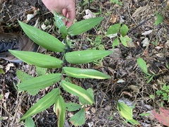 Polygonatum