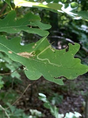Stigmella saginella