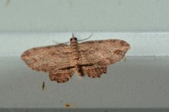 Chloroclystis filata