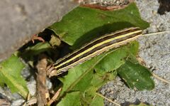Trichordestra liquida