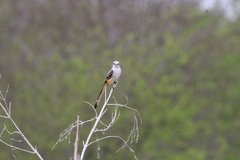 Tyrannus forficatus