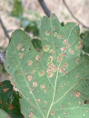 Neuroterus saltatorius