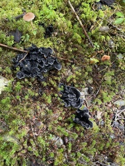 Polyozellus purpureoniger