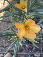 Talinum aurantiacum