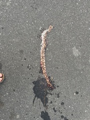 Agkistrodon contortrix