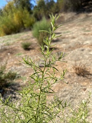Dittrichia graveolens