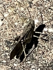 Dissosteira carolina