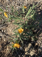 Talinum aurantiacum