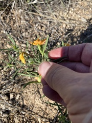 Talinum aurantiacum