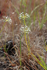 Allium nevii