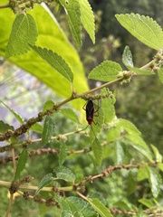 Dysdercus suturellus