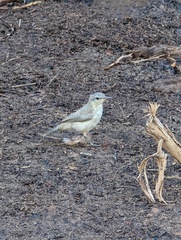 Salpinctes obsoletus