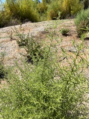 Dittrichia graveolens