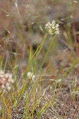 Allium nevii