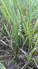 Spiranthes lacera