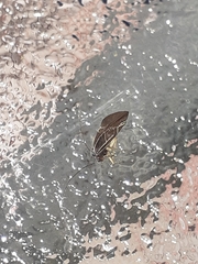 Cerastipsocus venosus