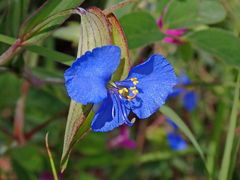 Commelina dianthifolia