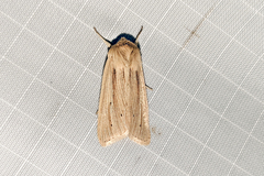 Mythimna oxygala