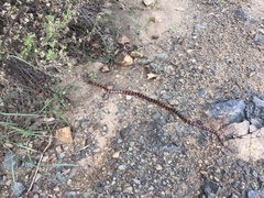 Lampropeltis knoblochi