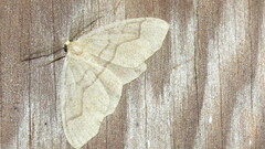 Lambdina fiscellaria