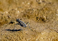 Cicindela ocellata