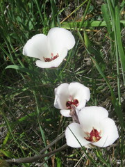 Calochortus catalinae