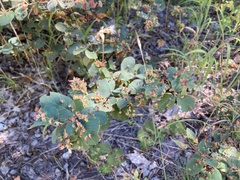 Blaesodiplosis