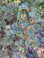 Blaesodiplosis