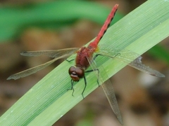 Sympetrum internum