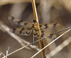 Rhyothemis graphiptera