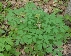 Caulophyllum thalictroides