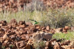 Melopsittacus undulatus