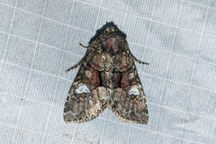 Fishia illocata