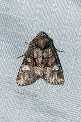 Fishia illocata