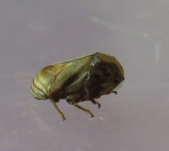 Clastoptera obtusa