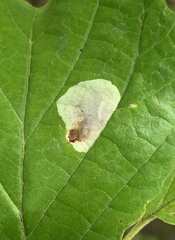 Cameraria hamameliella