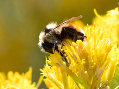 Bombus appositus