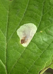 Cameraria hamameliella