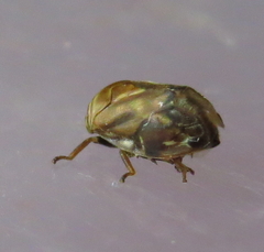 Clastoptera obtusa