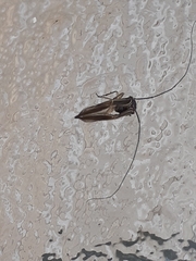 Cerastipsocus venosus