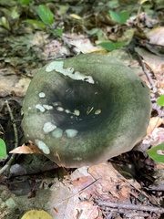 Heterophyllidia